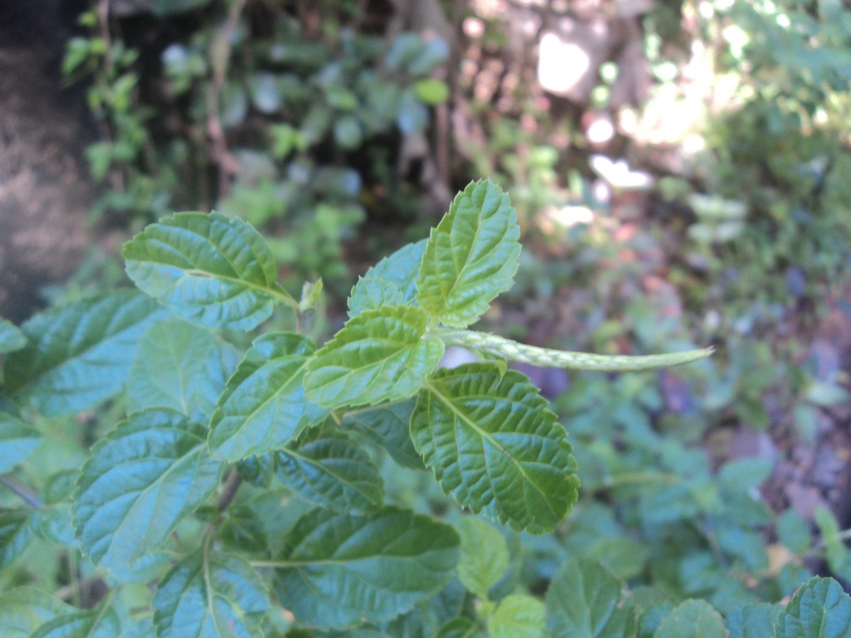 Stachytarpheta cayennensis (Rich.) Vahl